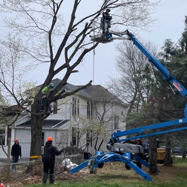 about-g2g-tree-service1; G2G Tree Service performing tree removal; about us page