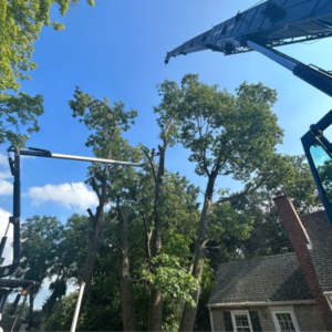 g2g-our-reviews; tree service in Circleville; tree service in Lancaster; tree removal in Circleville; tree removal in Lancaster; tree removal estimates