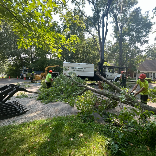 g2g-tree-service; tree service in Bexley, OH; tree service in Grove City, Ohio; tree removal; tree removal estimates