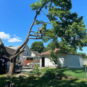 g2g-tree-trim; person completing tree trimming service; tree pruning service