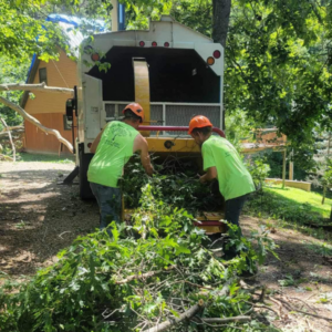residential-tree-removal2