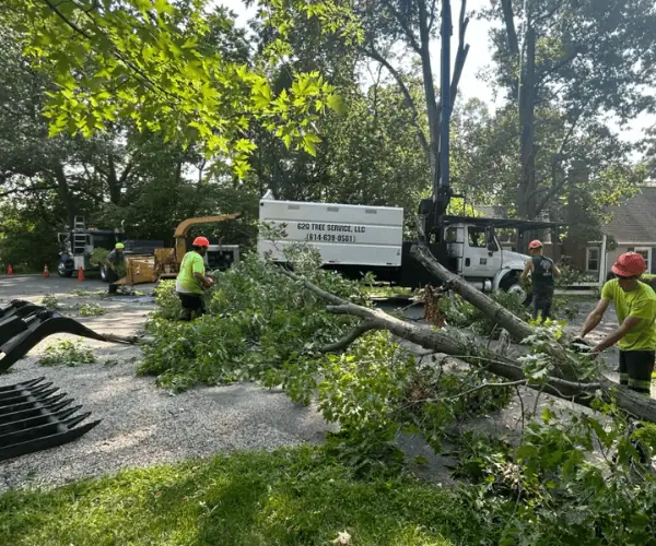 g2g-tree-service-home